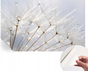 Dekoratív öntapadós fotótapéta Rosa pitypang irodába 416x254 cm