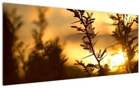 Kép - A nap lenyugszik a fák mögött (120x50 cm)
