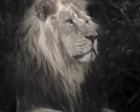 Poszter 76x60,5cm Oroszlán, Assaf Frank