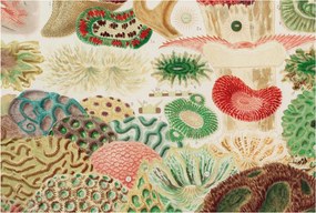 Design fotótapéta Flizelin falra Organikus formák 104x70