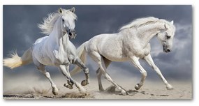 Akrilkép White horse beach oah-106869148