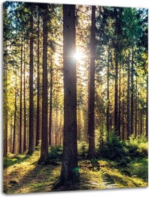 Vászonkép Erdő Nap Fák Tavasz Reggel 30x40 cm