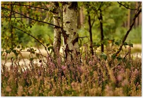 Poszterek 155x105 Nyírfa a hangák között Erdő