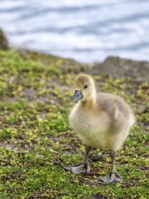 Poszter 30x40cm Gosling, Assaf Frank