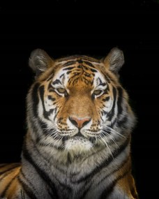 Poszter 40x50cm Tigris, Assaf Frank