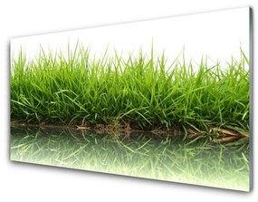 Üvegfotó Grass Nature Water Plant 100x50 cm