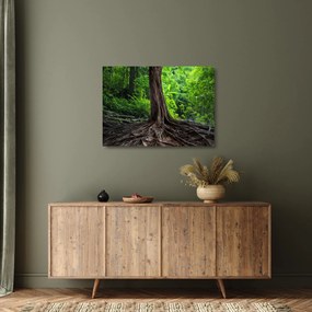 Kép - Öreg fa gyökere (üvegen) (70x50 cm)