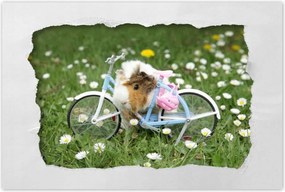 Poszterek 120x80 Tengerimalac a réten