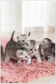 Poszterek 60x90 Cica Cicák