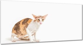 Vászonkép 115x55 Cica