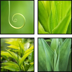 Növények fű botanika poszter négyzet 4x 20x20cm