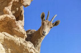 Poszter 91,5x60cm Ibex Nubiana 2, Assaf Frank