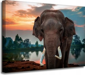Vászonkép Gyönyörű Ég Elefánt Természet 40x30 cm Ideális ajándék