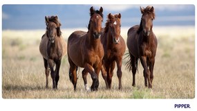 PIPPER. Öntapadós textiltapéta "Lovak"