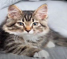 DOTS and Homa KITTY GATO 7 részes ágynemű 140x200 cm