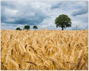 Poszterek 50x40 Aratás előtti mező Rozs