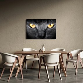 Kép - Közeli portré egy macskáról (90x60 cm)