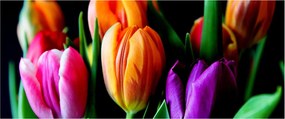 Tulipánok képe fekete alapon (120x50 cm)