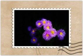 Poszterek 90x60 Lila őszirózsa virágok