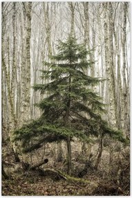 Poszterek 80x120 Fa Kilátás