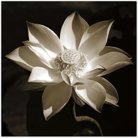 Poszterek 100x100 Lótusz Lótuszvirág