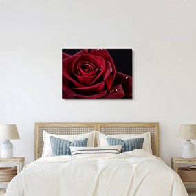 Kép - Vörös rózsa (70x50 cm)