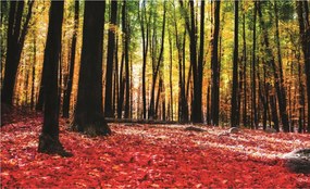 Fotótapéta Őszi erdő Fa levelek vinil tájkép 368x254 +ragasztó