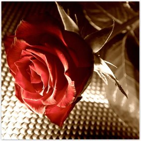 Poszterek 70x70 Rózsa egy lánynak