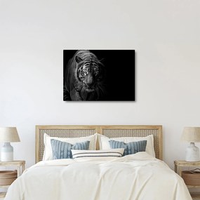 Egy vadtigris képe (70x50 cm)