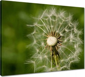 Vászonkép 50x40 Pitypang Virág Virágok