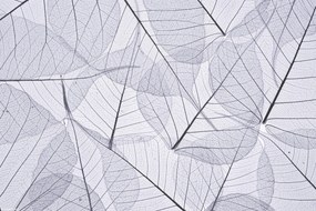 Poszter 30x20cm Csontváz levelek 2, Assaf Frank