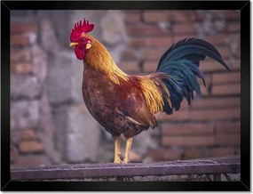 Poszterek keretben 40x30 Kakas Egy igazi harcos