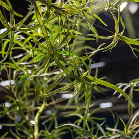 Pottery Pots Realisztikus műfa Queensland palackfa, több méretben - PotteryPots méret: XL - ø 80 cm | m. 240 cm