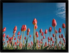Poszterek keretben 40x30 Tulipánok Tájkép Tulipánok