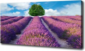 Nagyméretű vászonkép Levendulamező 100x70 cm