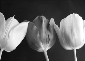Kép - fekete-fehér tulipán virág (70x50 cm)