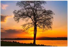 Poszterek 185x125 Fa naplemente