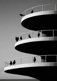 Poszter 21x29,7cm Holló árnyalatok