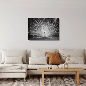 Üveg kép - Fehér páva (70x50 cm)