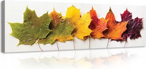 Vászonkép falikép őszi levelek zöld 145 x 45
