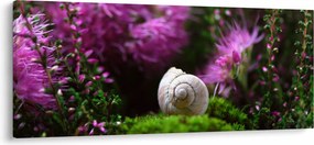 Kép - Csigaház (120x50 cm)