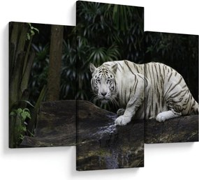 Kép - albínó tigris (90x60 cm)