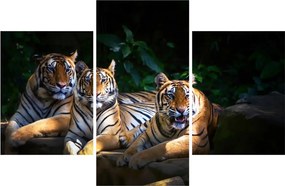 Kép - Tigris testvérek (90x60 cm)