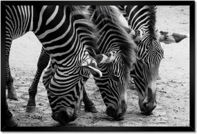 Poszterek keretben 60x40 Három zebra