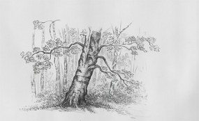 Dekoratív Fotótapéta Hálószobába Erdei fa 416x254 Ragasztó