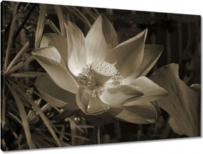 Vászonkép 90x60 Lótusz Lótuszvirág