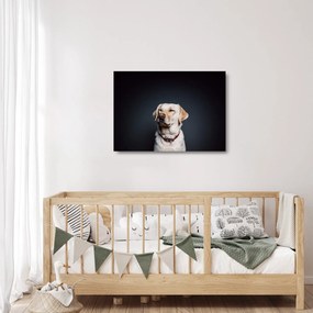 Labrador képe (üvegen) (70x50 cm)