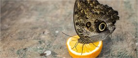 Pillangó képe (120x50 cm)