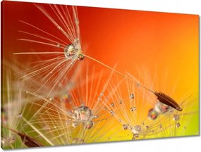 Vászonkép 90x60 Pitypang Virág Virágok