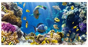 Akrilkép Korallzátony oah-36026012